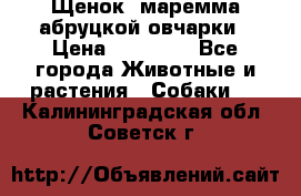 Щенок  маремма абруцкой овчарки › Цена ­ 50 000 - Все города Животные и растения » Собаки   . Калининградская обл.,Советск г.